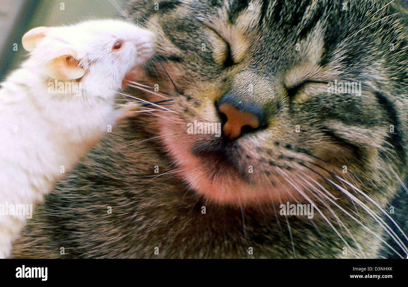 A White Mouse Besiege A Cat In Cagliari On The Resort Island Stock Photo Alamy