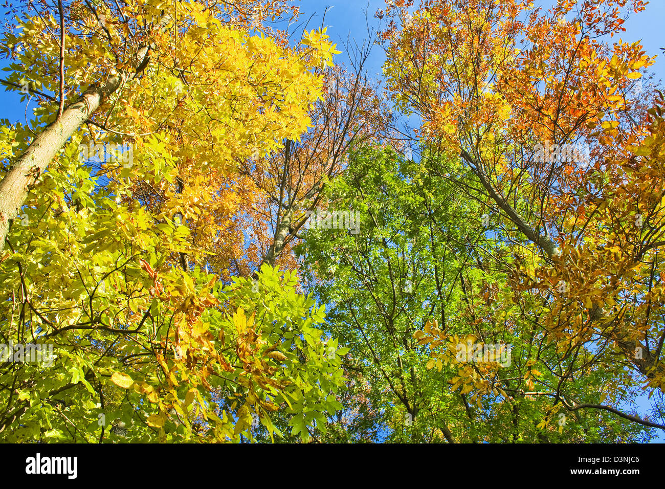 Autumn leaves against the blue sky Stock Photo - Alamy
