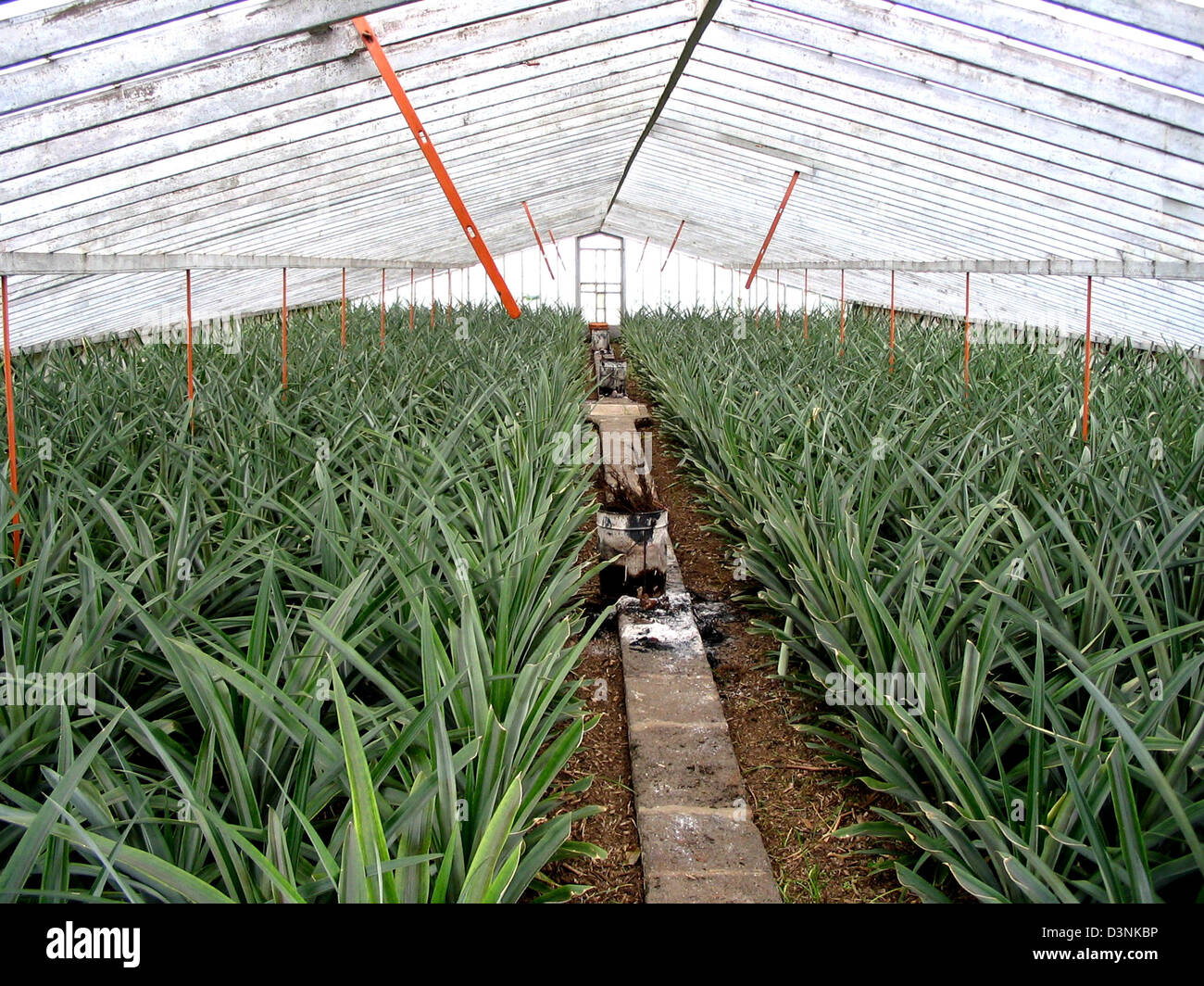 (dpa file) Pineapple grow in greenhouses on the only European