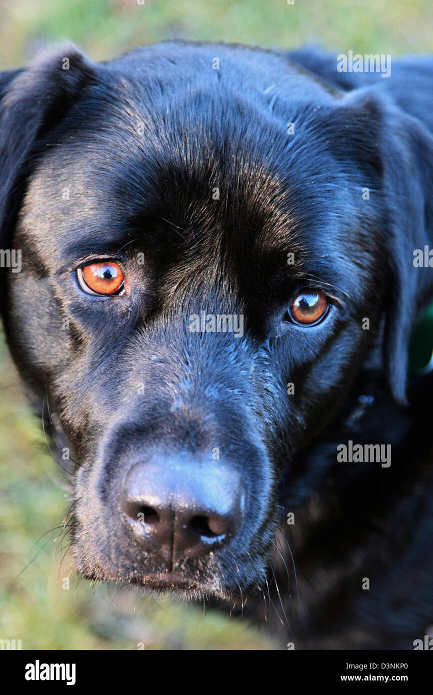 Male black Labrador retriever, England, UK Stock Photo Alamy