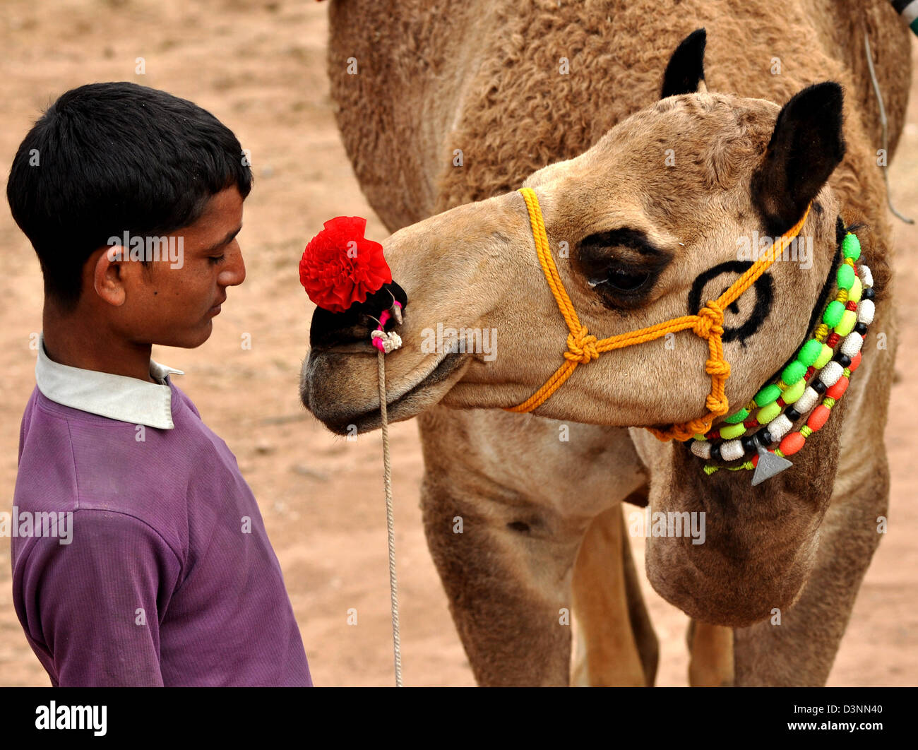 An owner admires his camel at a cattle fair in Nagaur town of India's Rajasthan state. Stock Photo