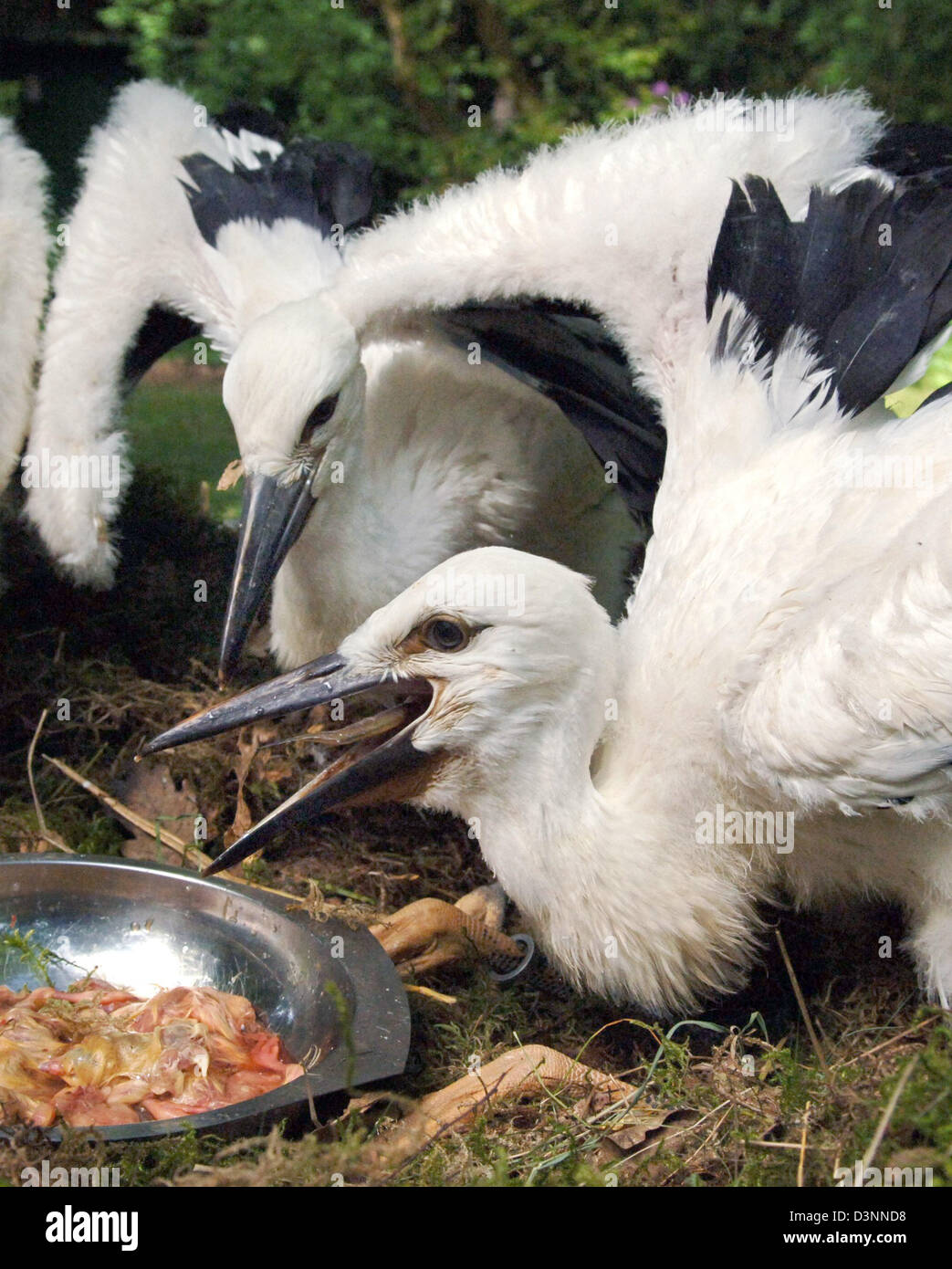 Four-weeks old white stork's offspring shows some appetite in wild animal park Eeholt in Grossenaspe, Germany, Friday, 09 June 2006. Already 17 storks were born in the wild animal park this year. In August the grownup migrant birds will head for their long journey to Africa where they will stay for the winter months. Photo: Wulf Pfeiffer Stock Photo
