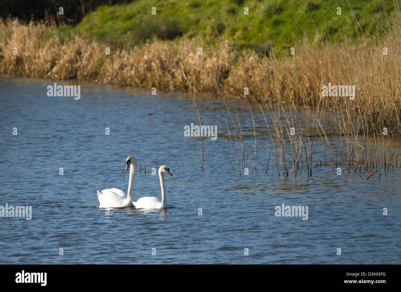 Swans on the River Axe in Somerset England Stock Photo