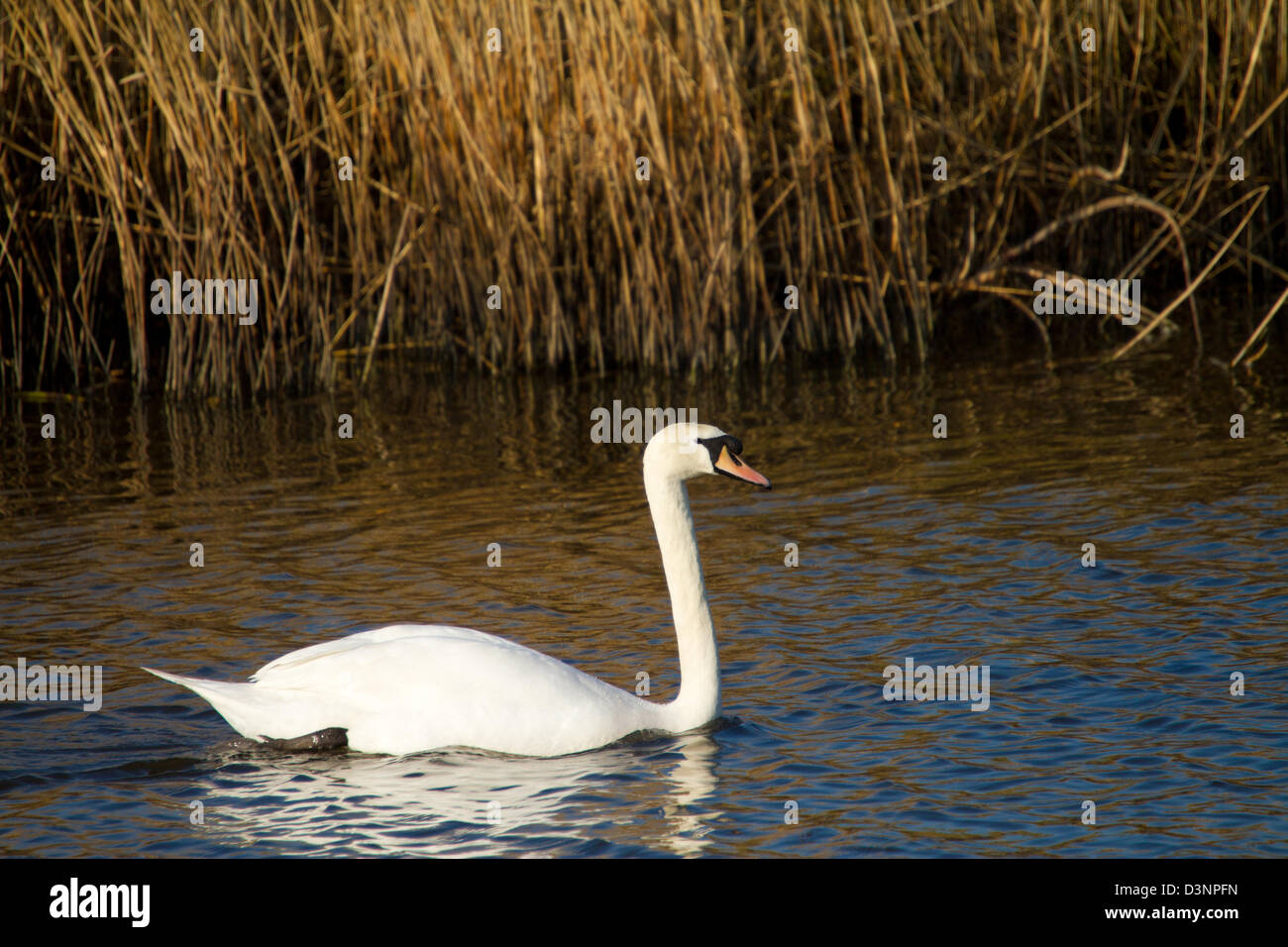 Swan on the River Axe in Somerset England Stock Photo