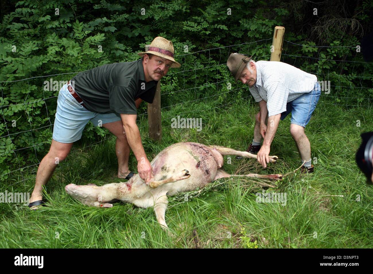 Simon Erlacher (R) and shepherd Bertl Baudrexel show the carcass of a killed sheep close to the Austrian border near Kreuth, Germany, Monday, 19 June 2006. According to official reports Bruno (officially known as 'JJ1'), the brown bear who has unnerved German and Austrian communities on both sides of the border since the middle of May, has killed two and injured several sheeps near Stock Photo