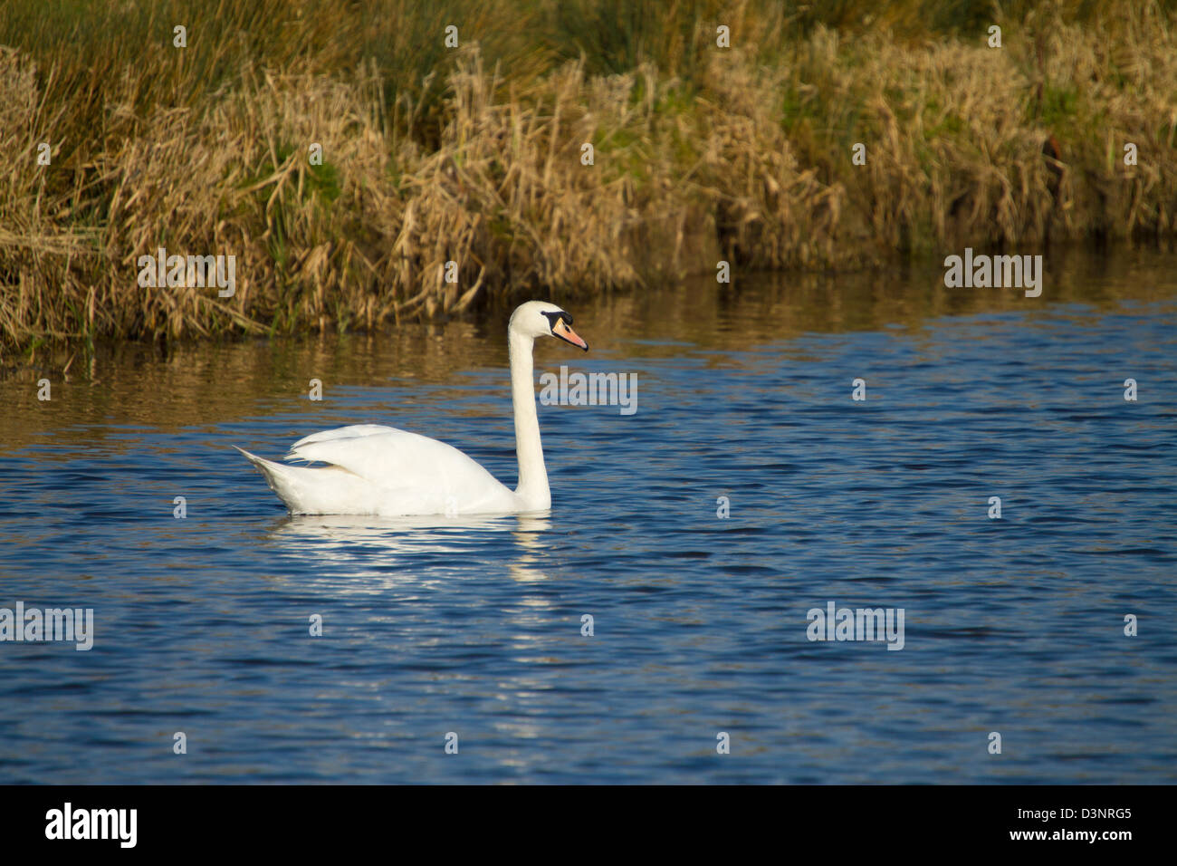 Swan on the River Axe in Somerset England Stock Photo