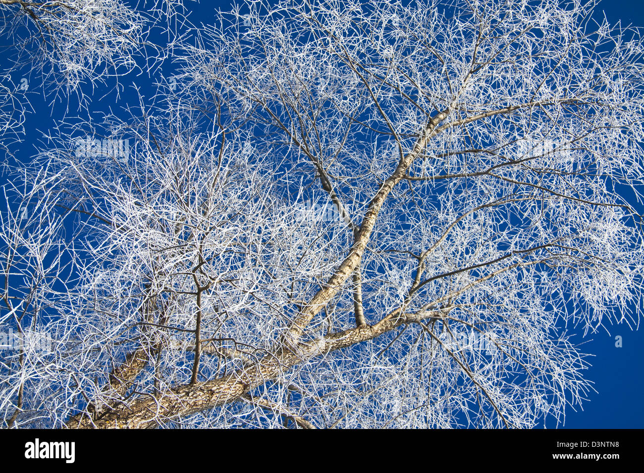 Beautiful winter landscape tree hi-res stock photography and images - Alamy