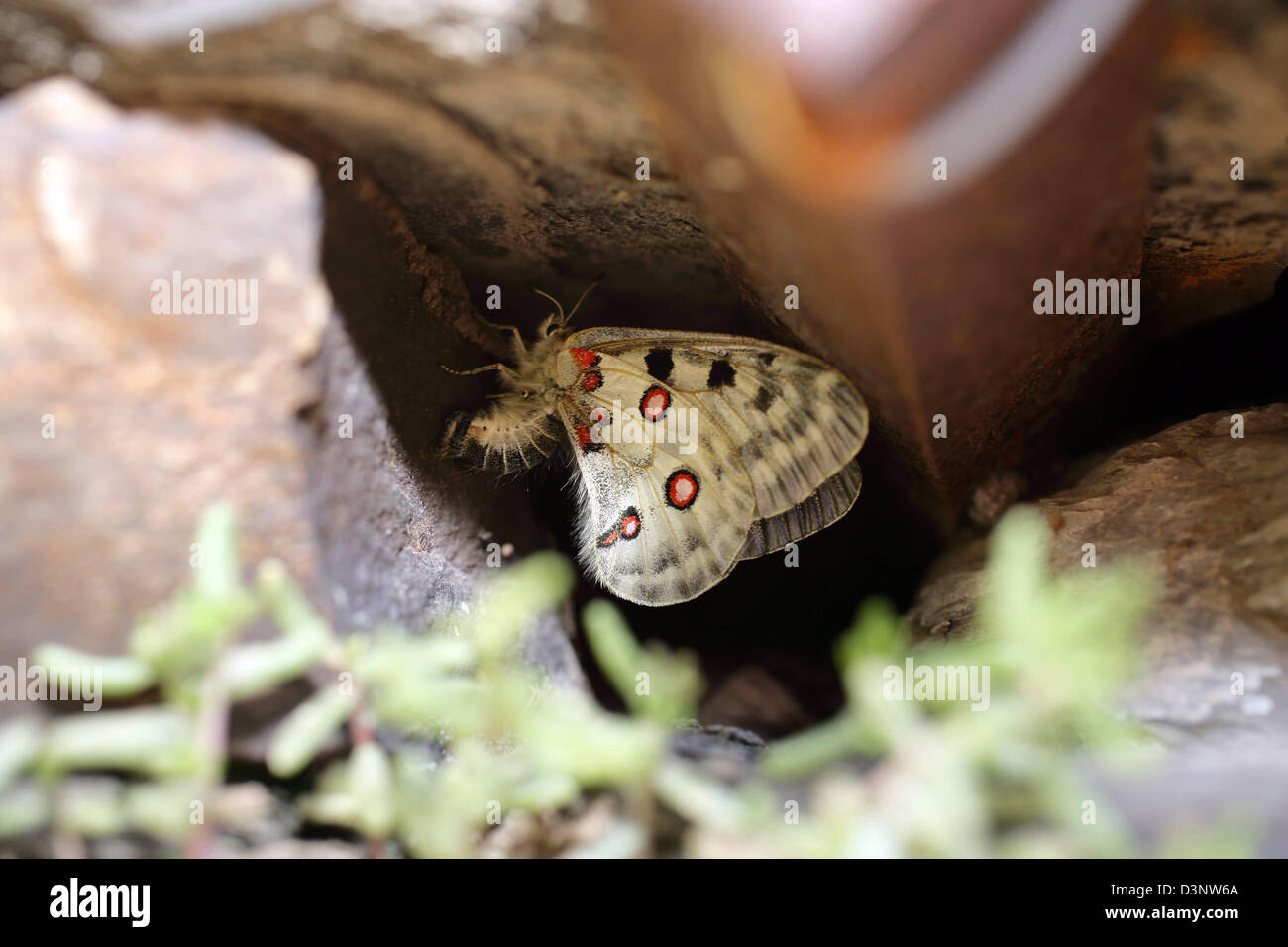 No insecticides hi-res stock photography and images - Alamy