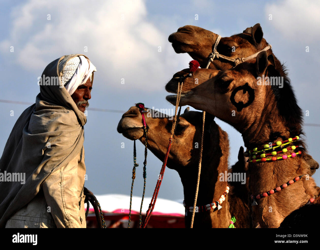 A seller looks for a purchaser during cattle fair in western Indian town of Nagaur, in Rajasthan state. Stock Photo