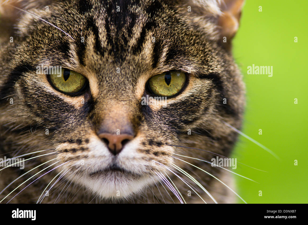 Close up of a tabby cat with green eyes staring into camera Stock Photo