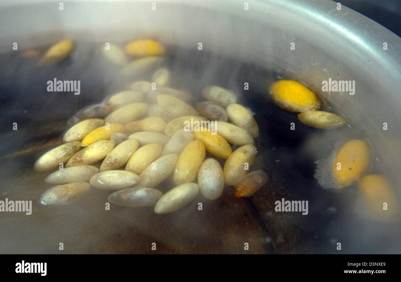 The picture shows yellow and white silkworms' cocoons placed in boiling water to kill the