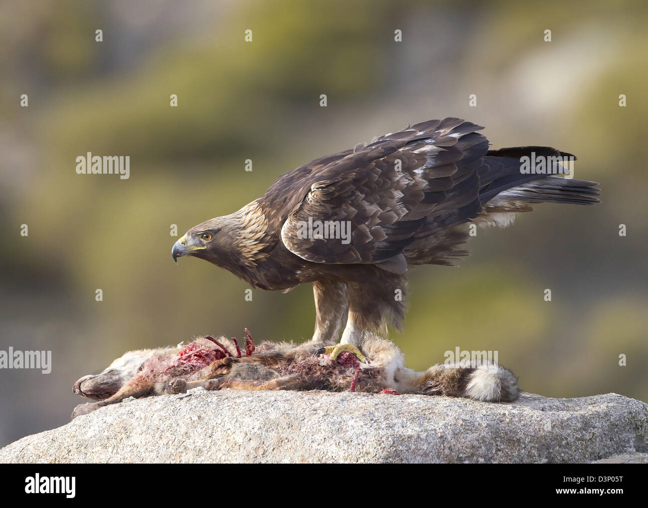 Golden Eagle Aquila Chrysaetos Feeding On Red Fox Kill Spain