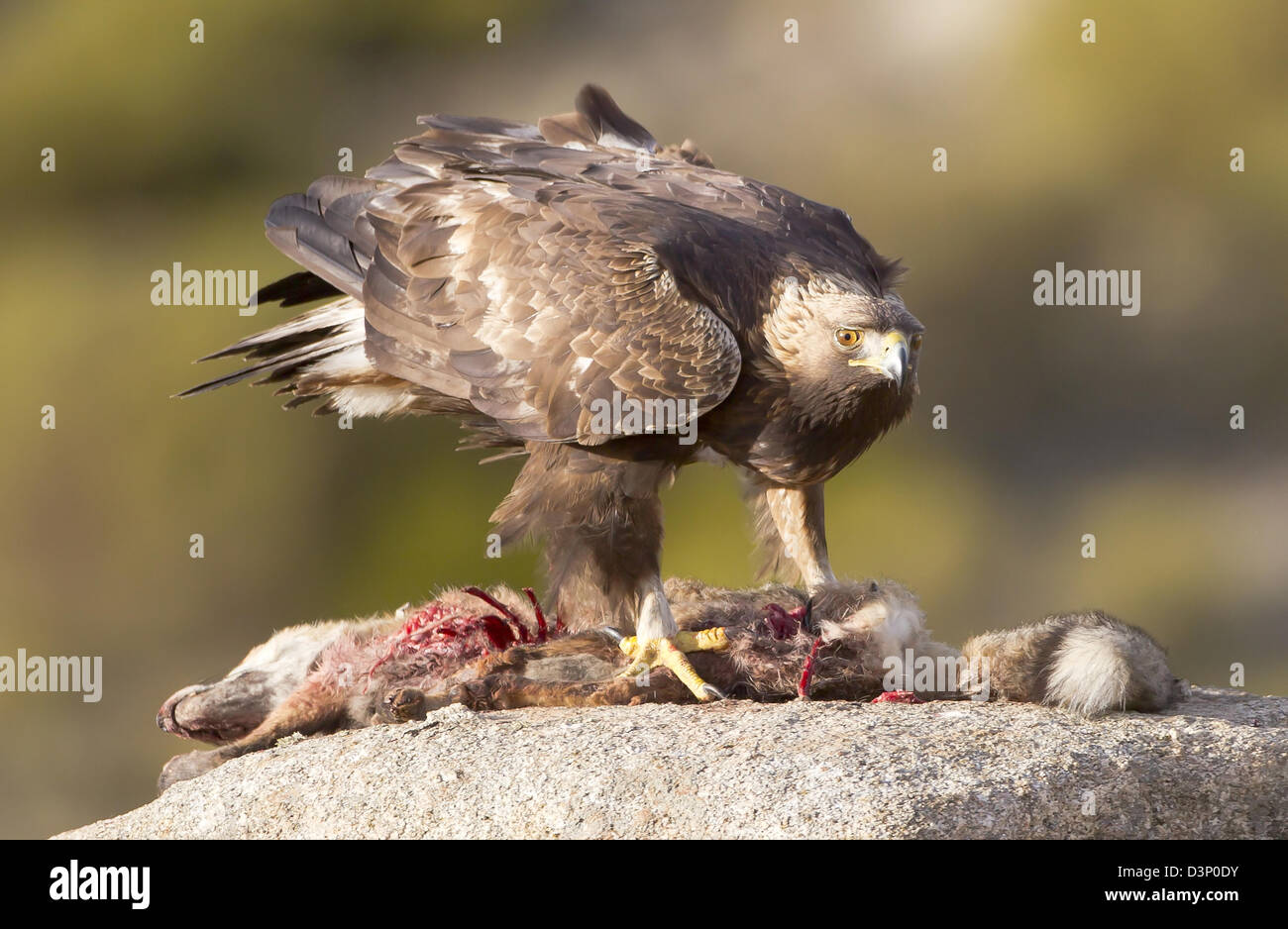 Golden Eagle Aquila Chrysaetos Feeding On Red Fox Kill Spain
