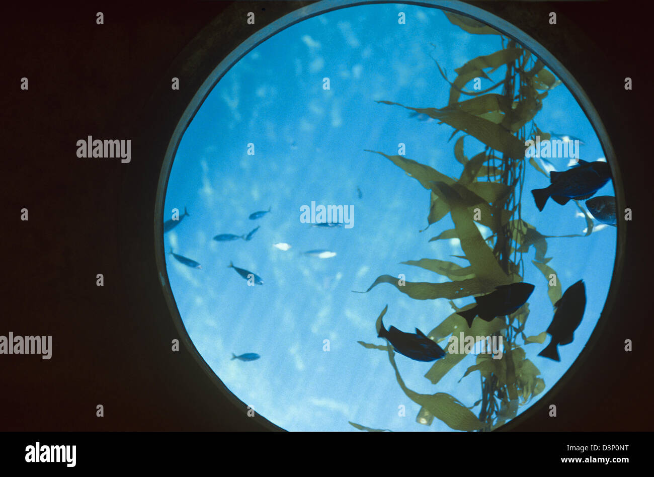 A port hole view of the Kelp Forest exhibit at the Monterey Bay