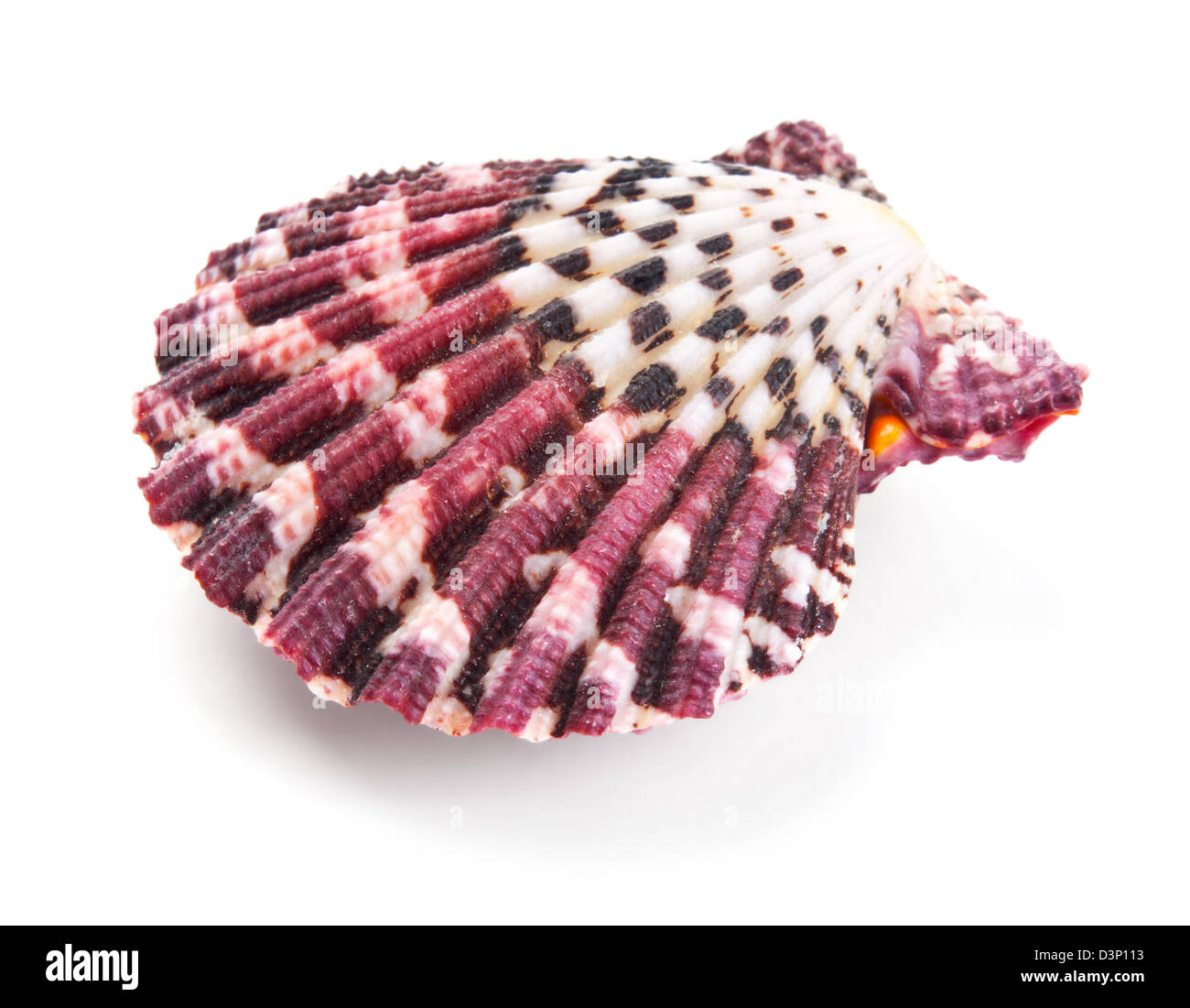 Seashell in close-up isolated on a white background Stock Photo