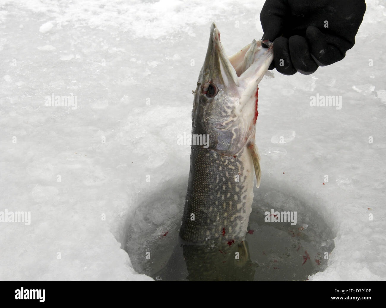 northern pike caught ice fishing Stock Photo Alamy