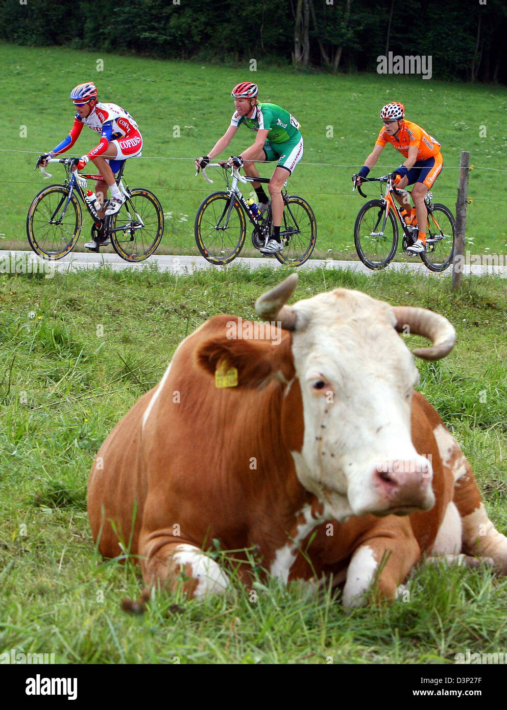 Fatcow Ride Three riders pass a willow with a cow during the fourth stage of the ...