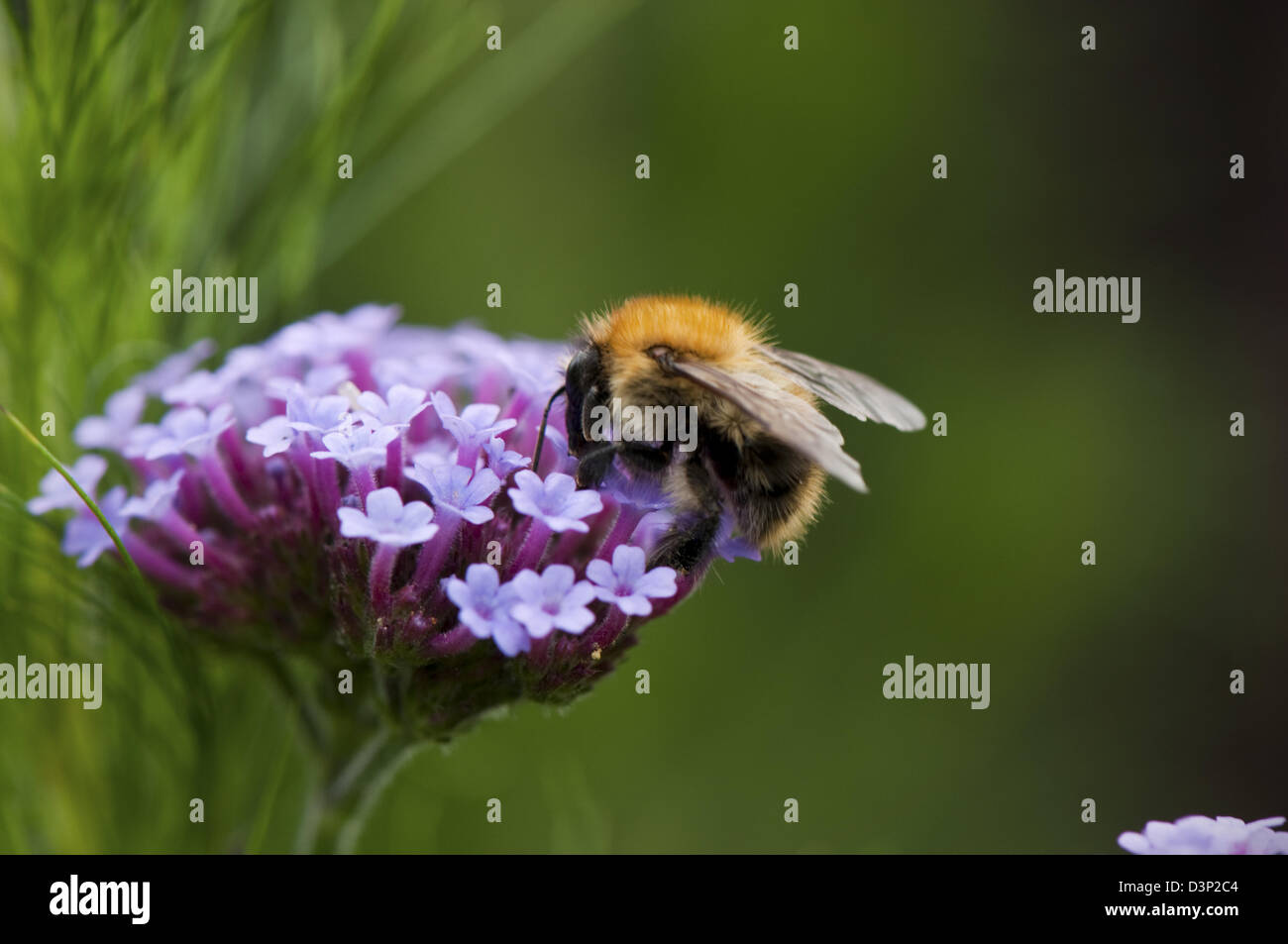 A single purple coloured flower being visited by a Bee. Stock Photo