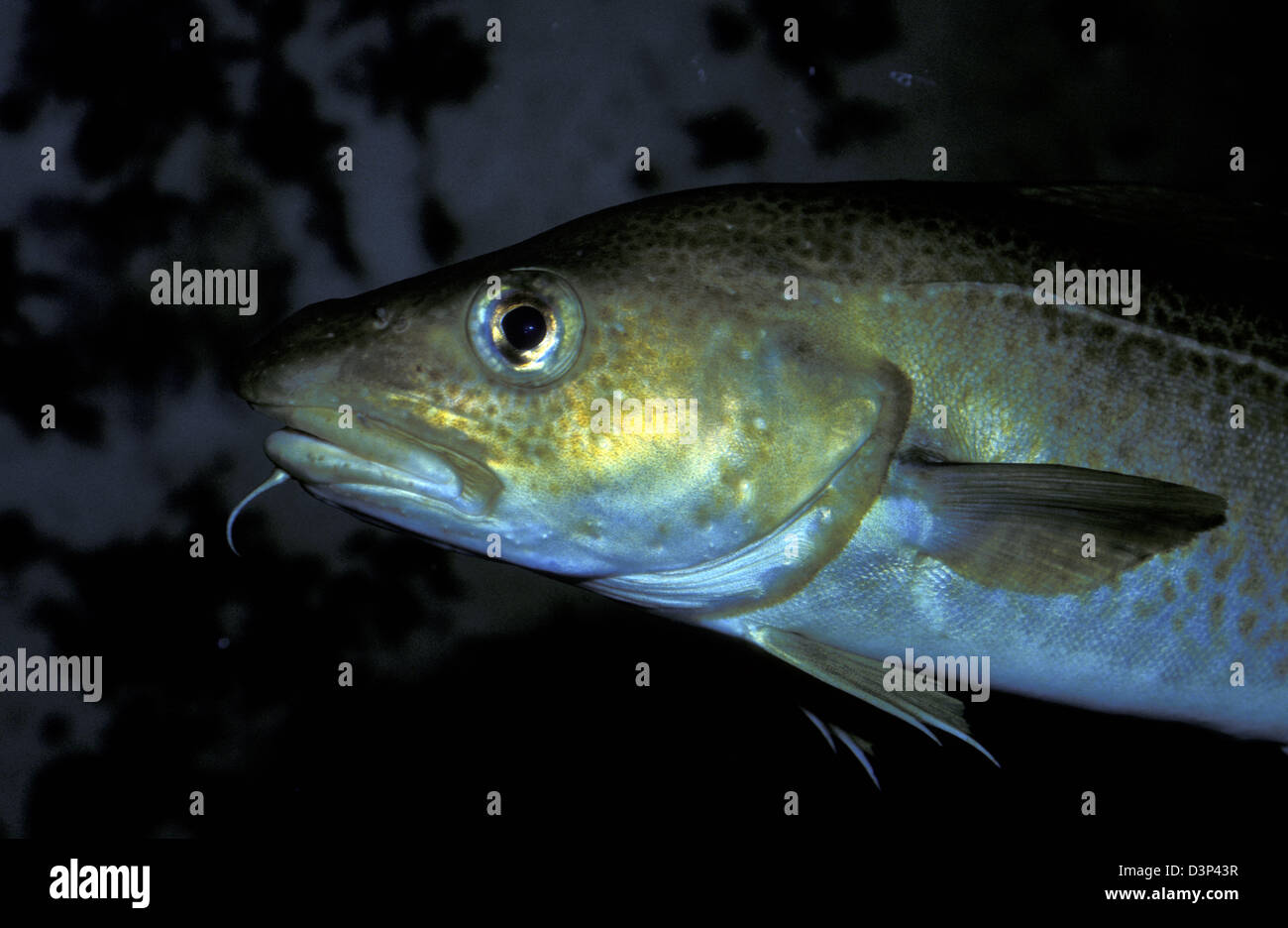 (dpa file) The photo shows a codfish (lat.: Gradus morrhua) near Tromsoe, Norway, 2006. Photo: Hinrich Baesemann Stock Photo