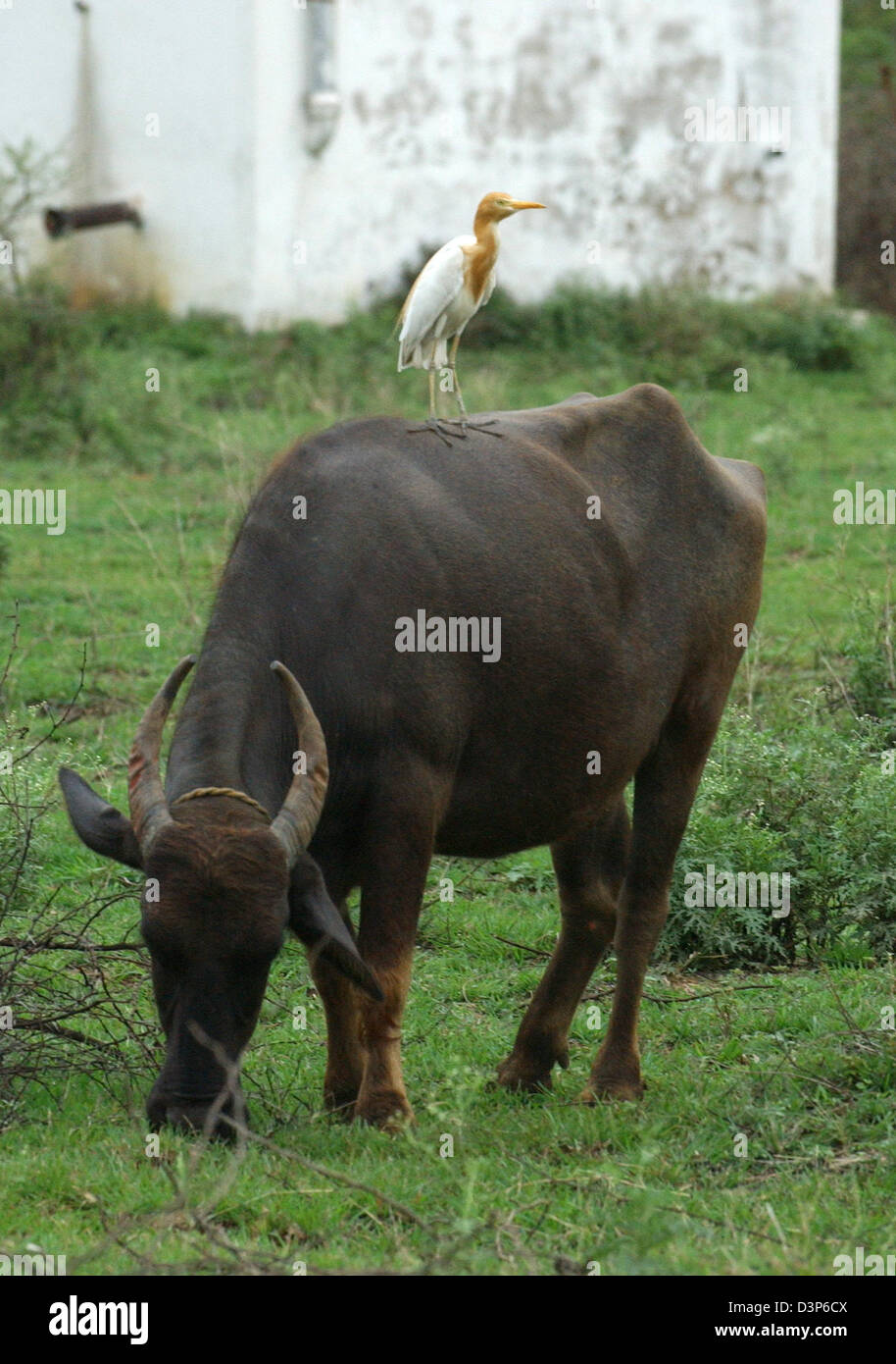 (dpa file) - The picture shows a  grazing water buffalo with a cattle egret on his back in a remote village near Chandrapur, India, 02 July 2006. Photo: Wolfgang Langenstrassen Stock Photo