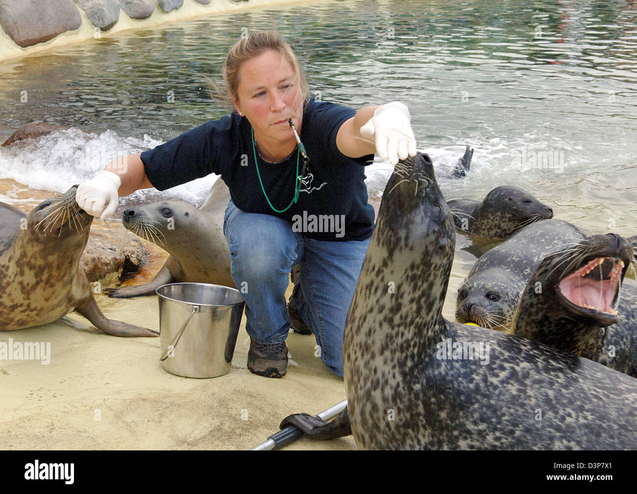 The picture shows a seal (R) and a grey seal together in the seal