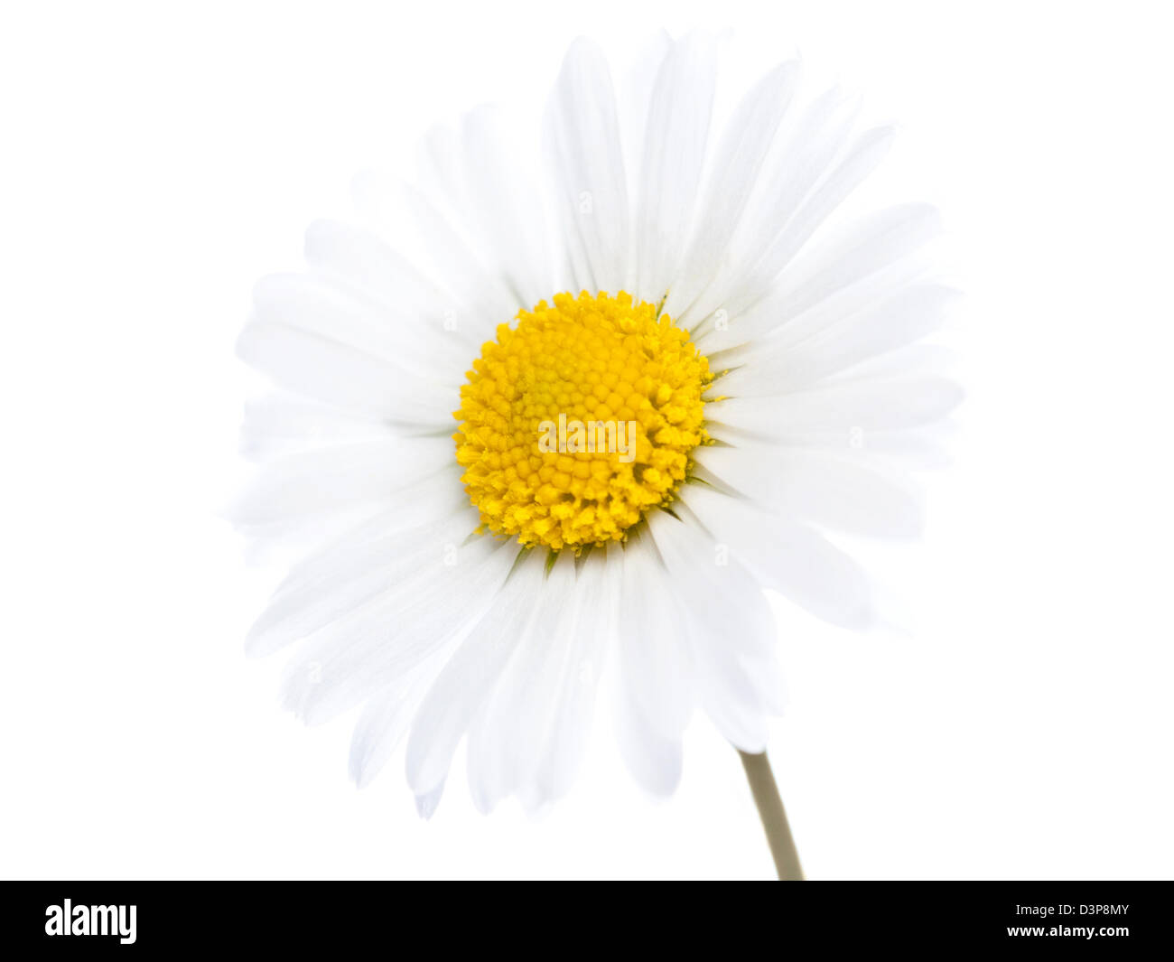 Daisy flower isolated on a white background Stock Photo - Alamy