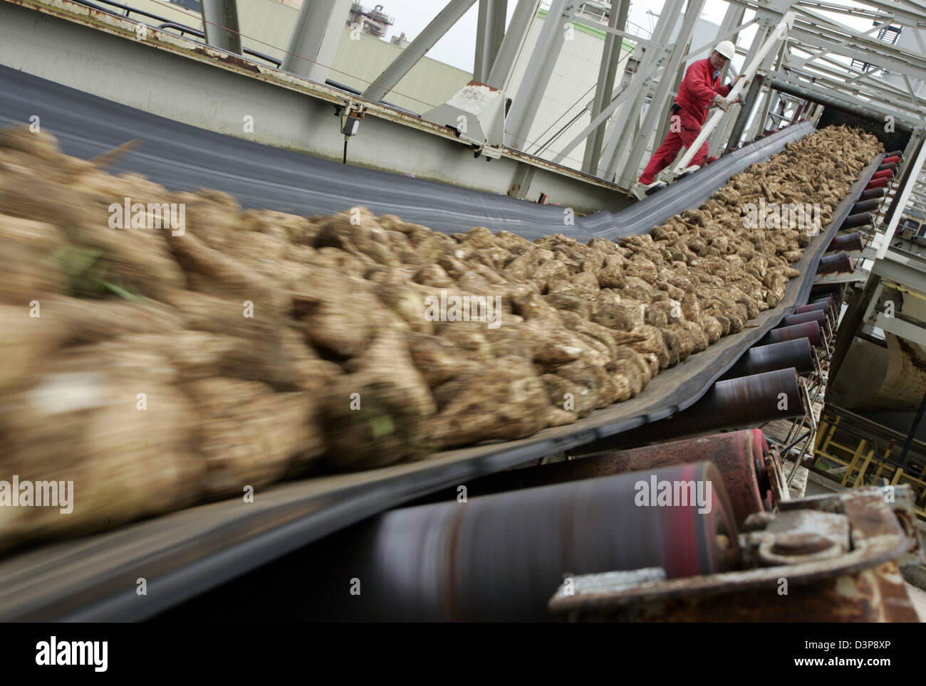 The picture shows sugar beets on an assemply line of 'Nordzucker AG' in