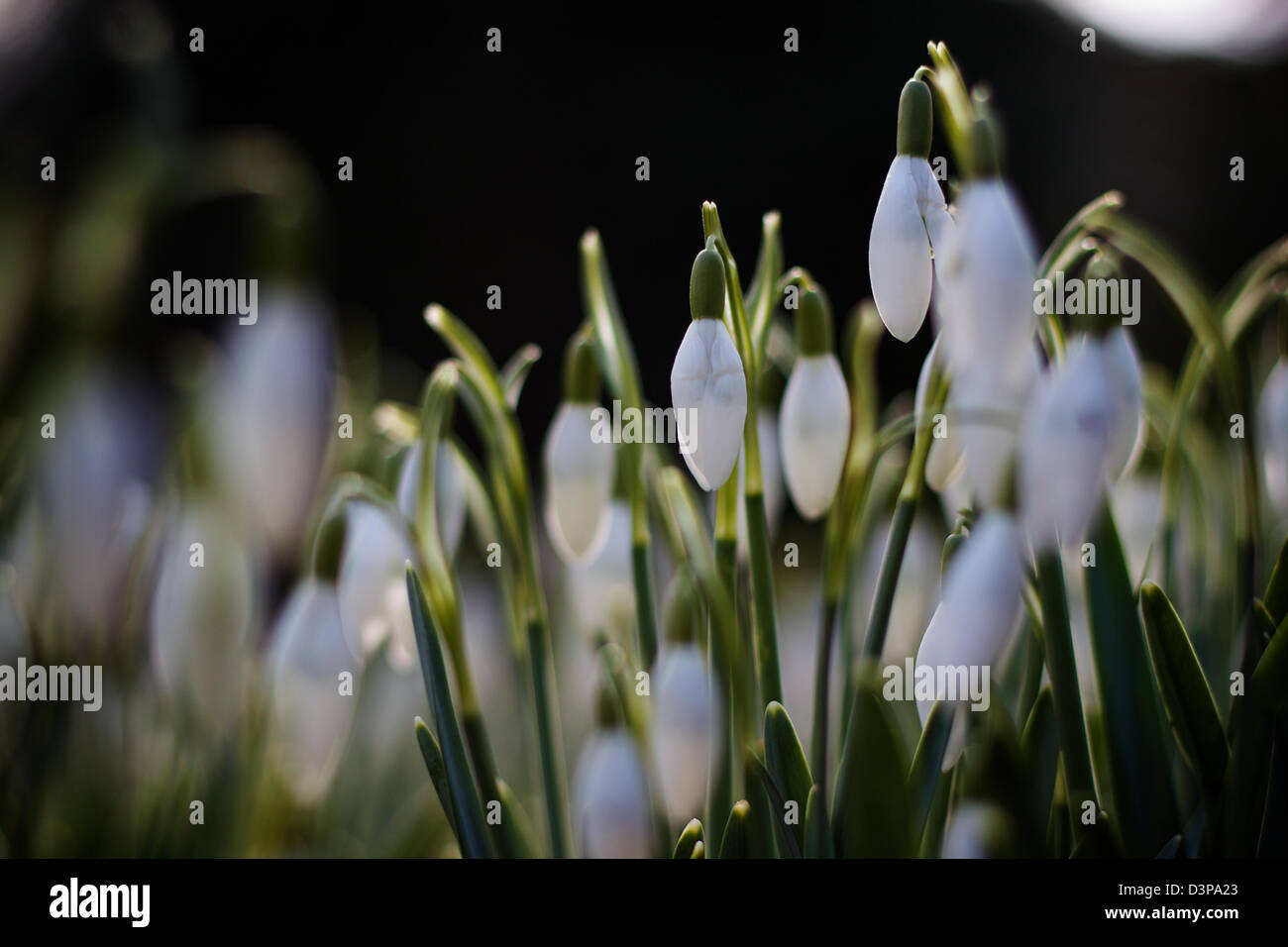 Signs of Spring from Cornwall Stock Photo - Alamy