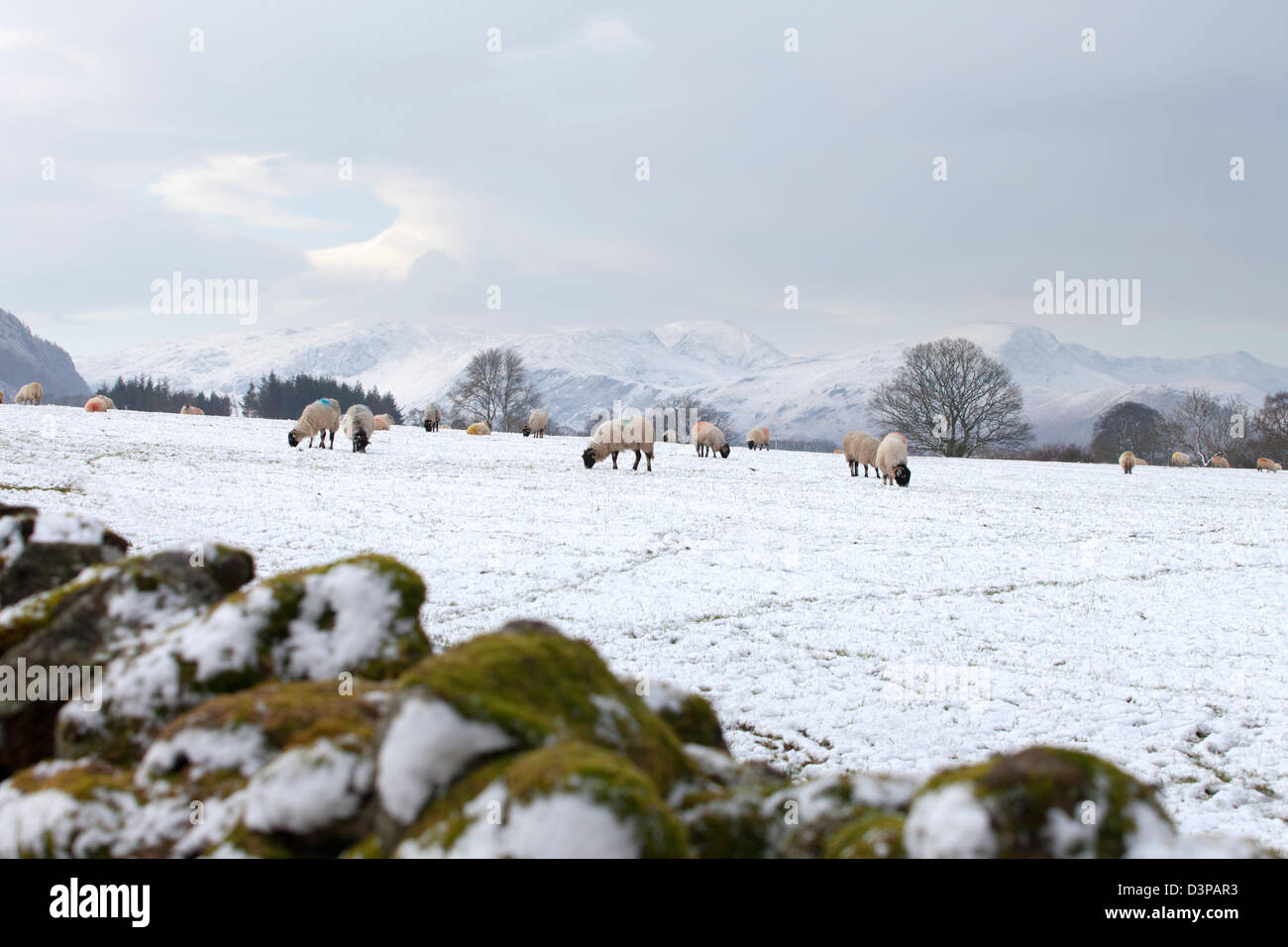 Sheep grazing on a snowy field near Castlerigg, Keswick, Cumbria, England, UK Stock Photo
