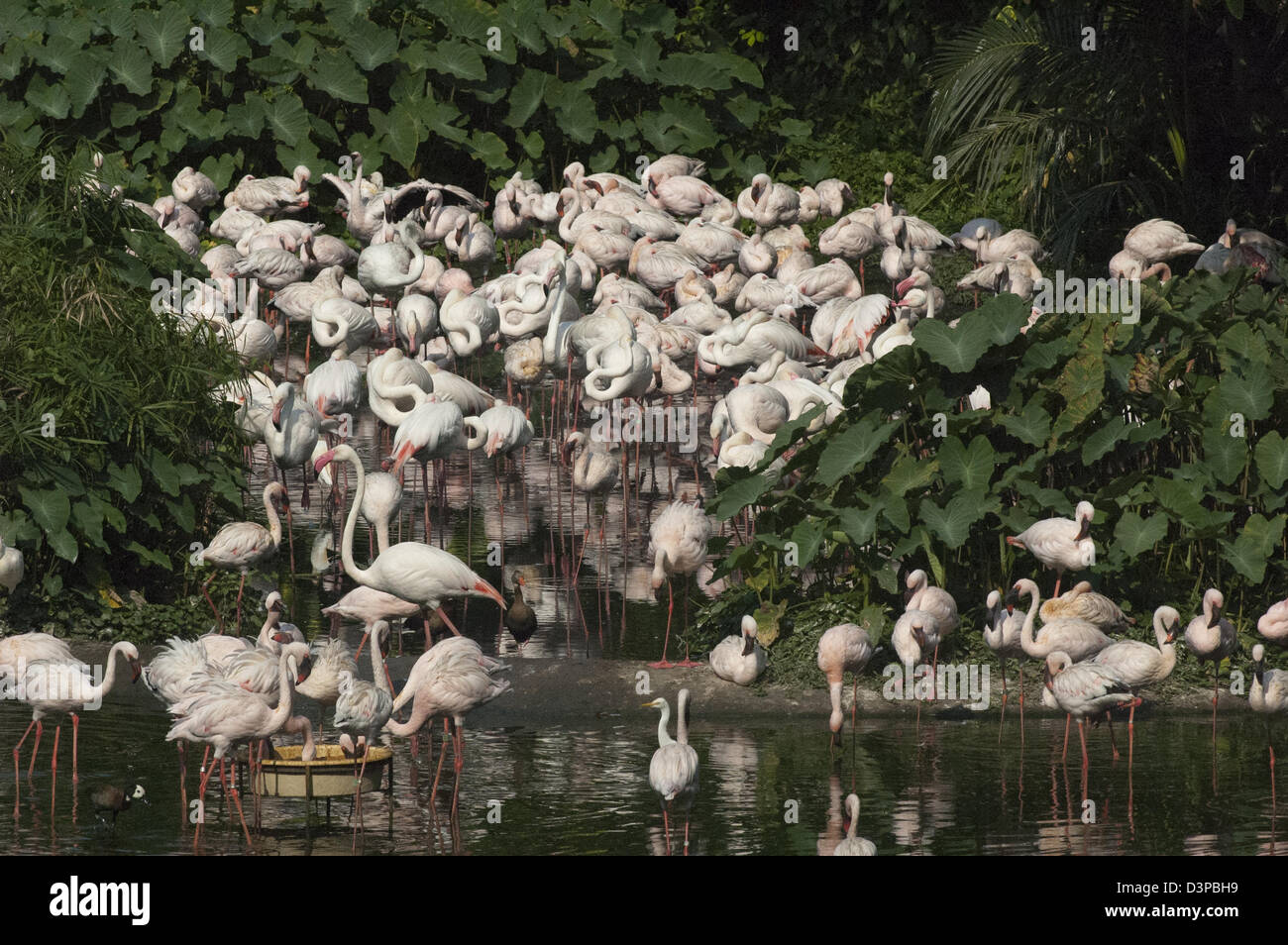 A flock of flamingos at the world famous Jurong bird park a major