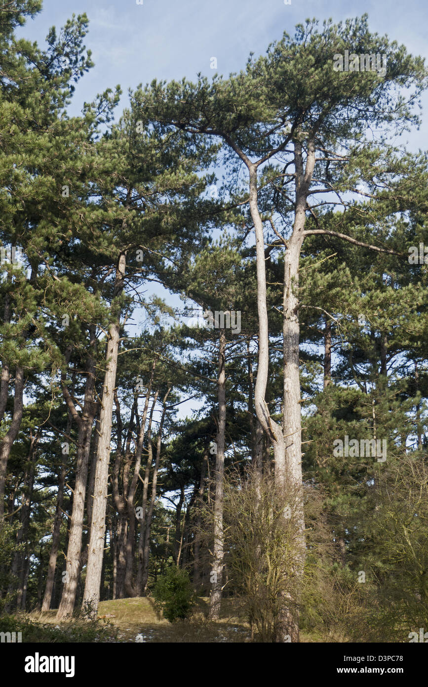 Maritime Pine (Pinus pinaster) Stock Photo