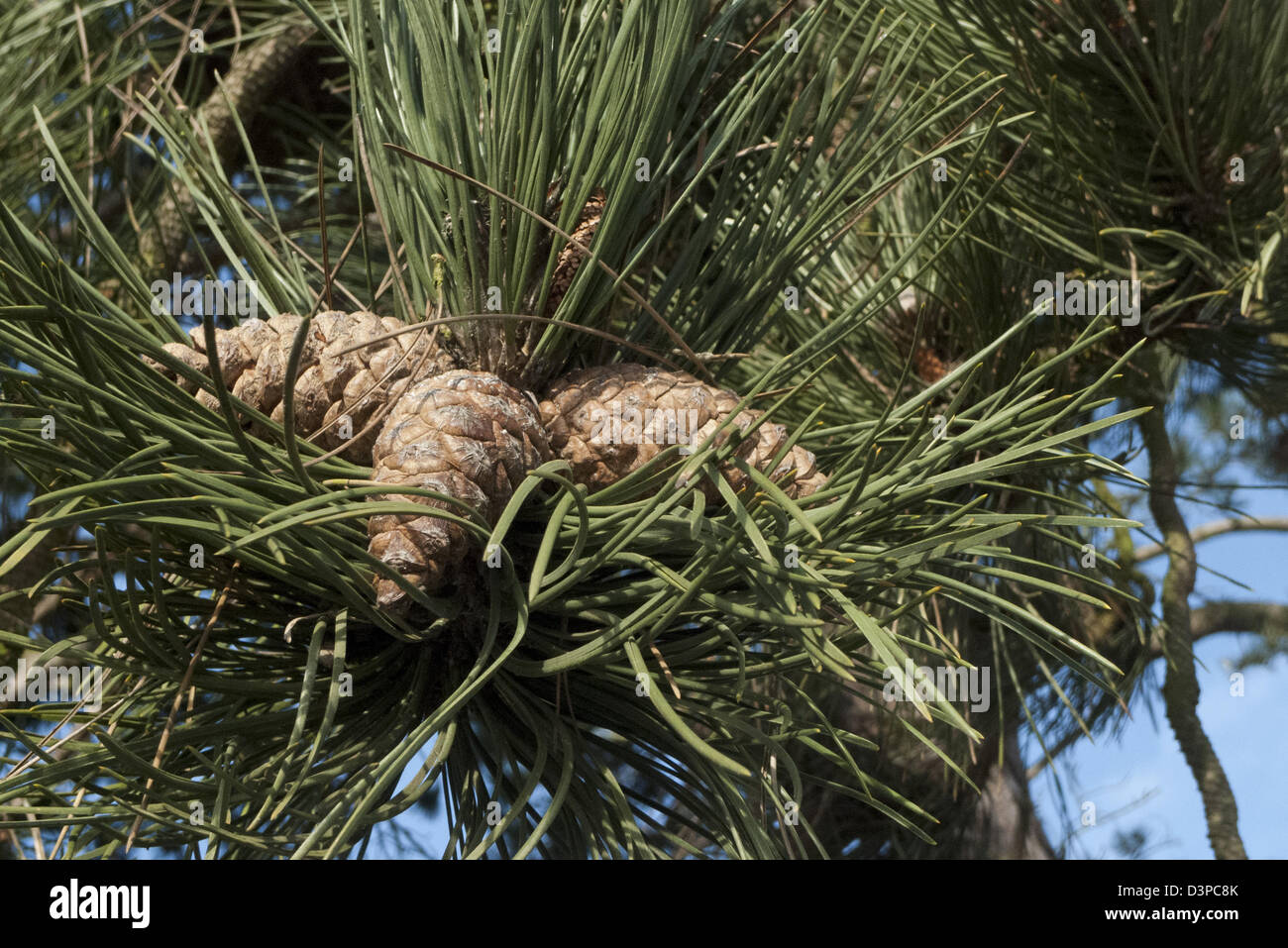 Corsican Pine (Pinus nigra ssp.laricio), cones and leaves Stock Photo