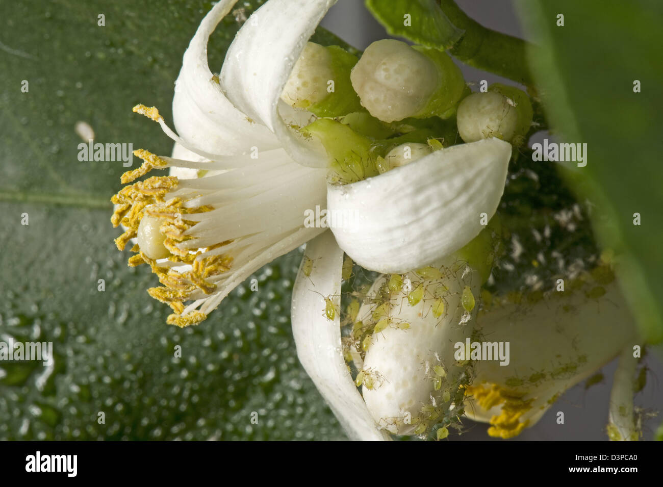 Mottled arum aphid, Aulacorthum circumflexum, infestation and honeydew on conservatory lemon flower buds Stock Photo