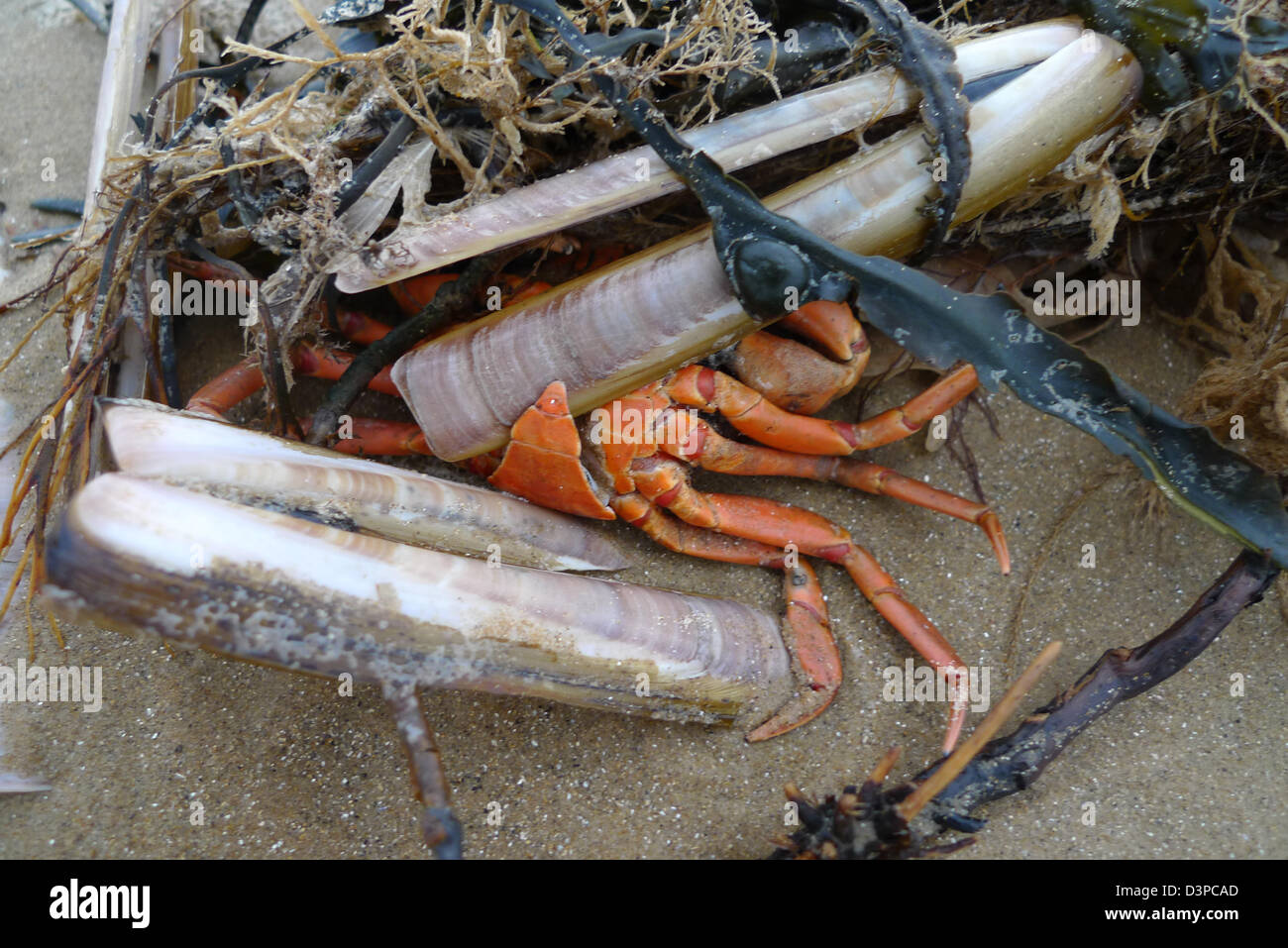 Strandline Flotsam, Crab and Razor Shells Stock Photo