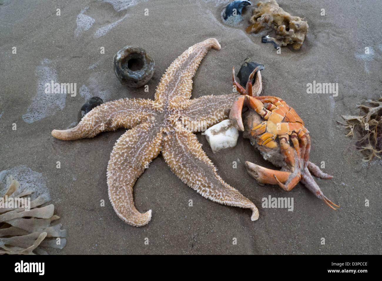 Strandline Flotsam, Common Starfish (Asterias rubens) Stock Photo