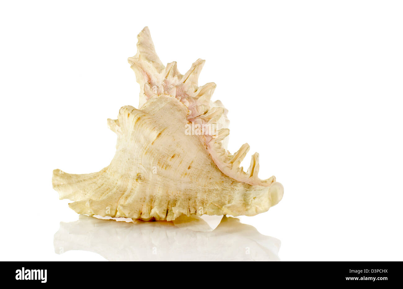 very big shell isolated on white background Stock Photo