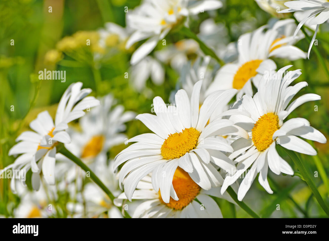 Beautiful chamomile in garden hi-res stock photography and images - Alamy