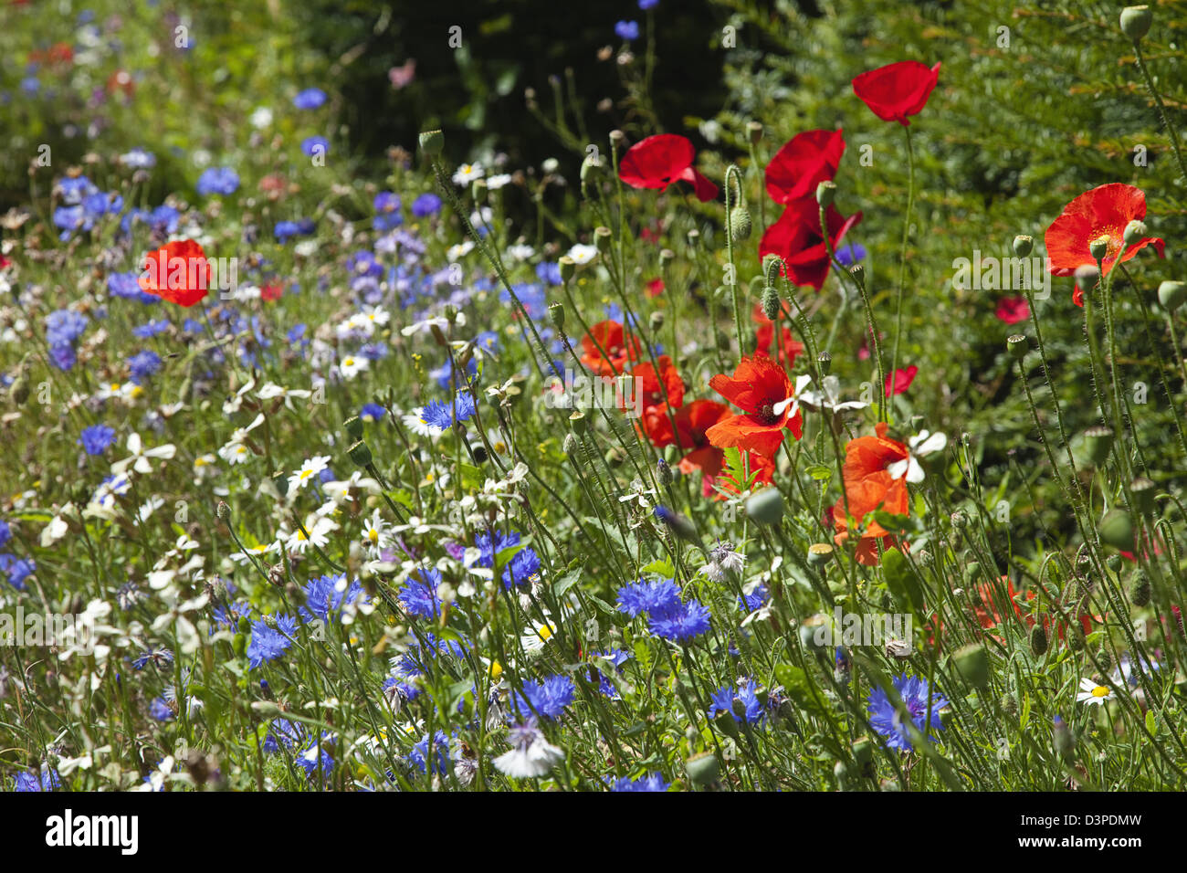 Meadow of mixed wild flowers with Cornflower, Daisies and Poppies. Stock Photo