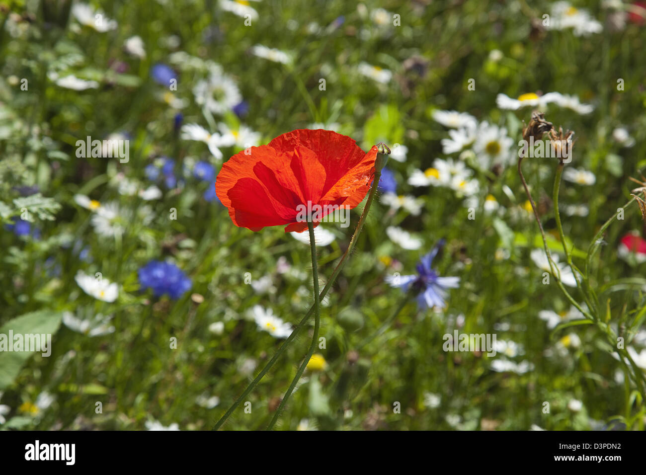 Meadow of mixed wild flowers with Cornflower, Daisies and Poppies. Stock Photo