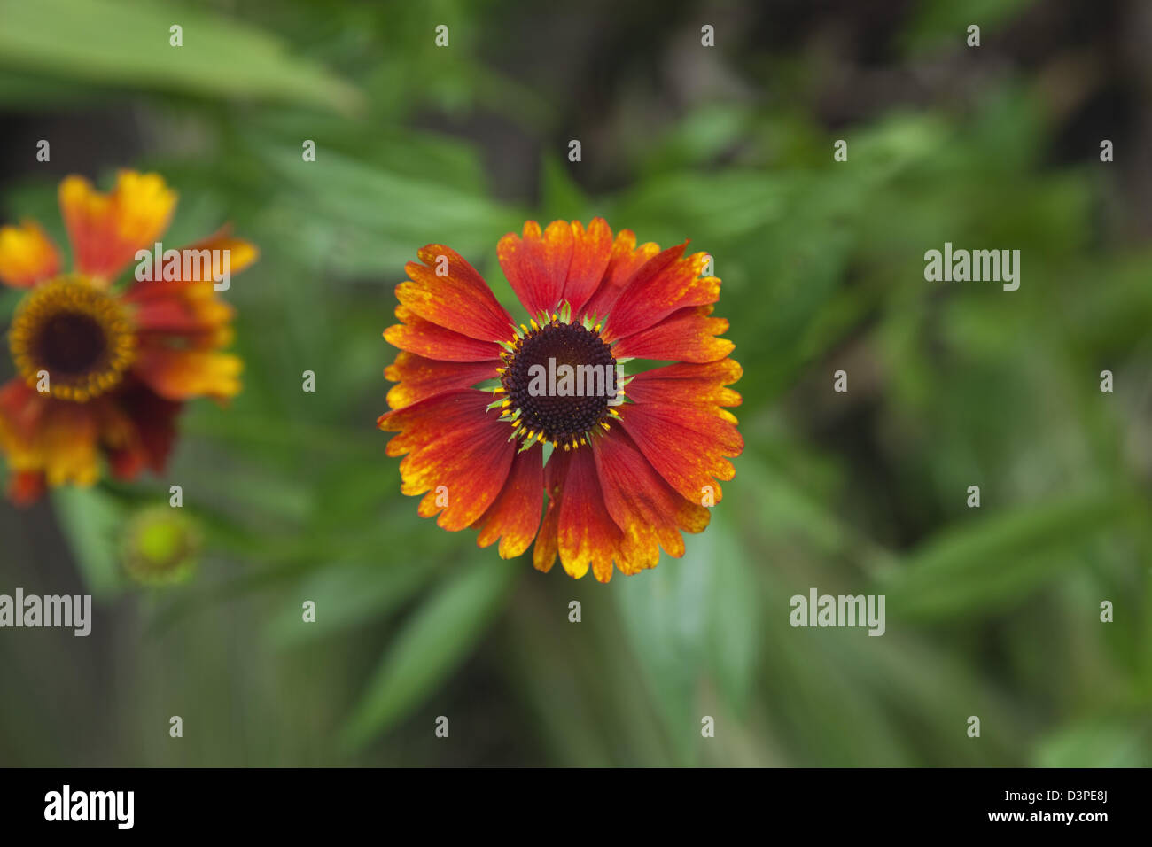 Close up of Helenium Moerheim Beauty Sneezeweed flower Stock Photo - Alamy
