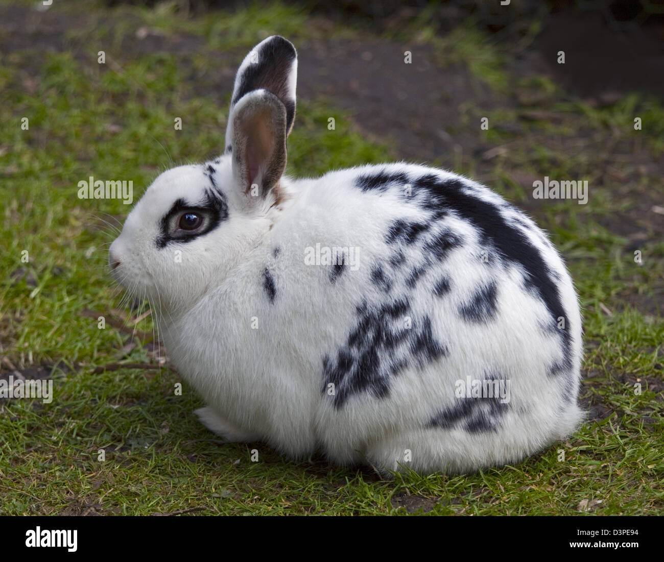 english spot rabbit