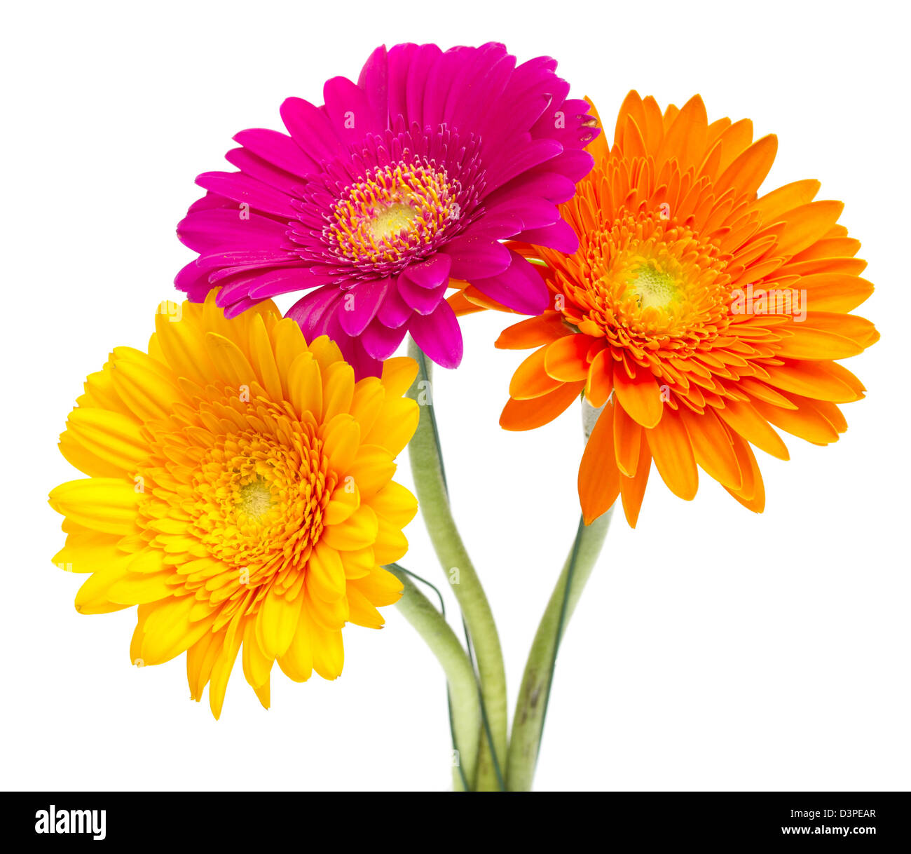 Gerber Daisy isolated on white background Stock Photo - Alamy