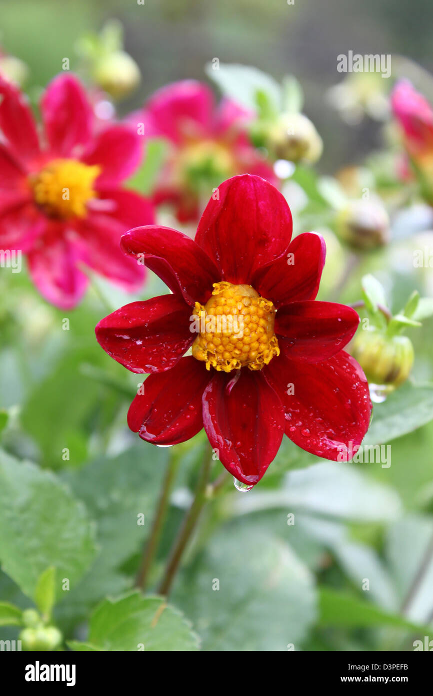 Beautiful flower (Dahlia Variabilis) with water drops Stock Photo
