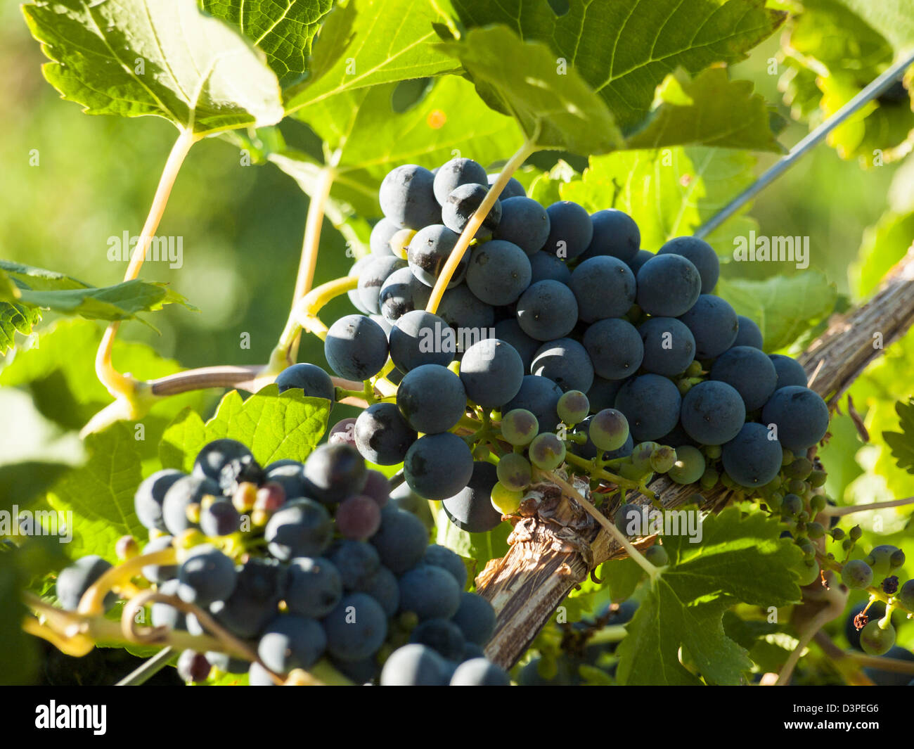 Red grapes ready to be harvested. Stock Photo