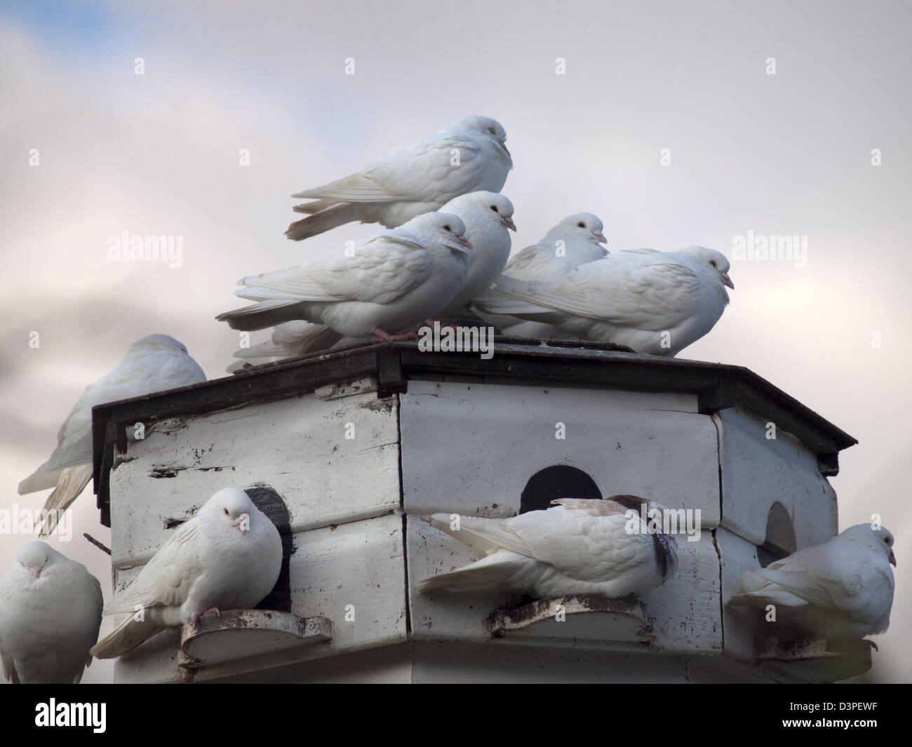 White doves at home Stock Photo - Alamy