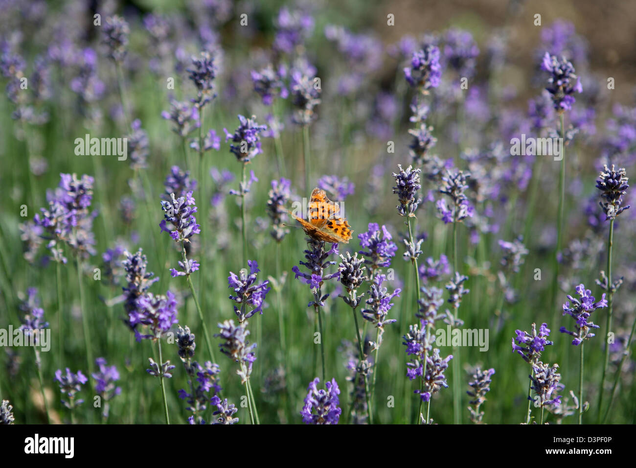 Comma butterfly resting or feeding on English lavender flowers Stock Photo