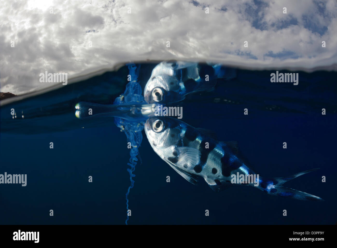 Man-of-war fish, Nomeus gronovii, and a Portuguese man-of-war, Physalia utriculus, Hawaii. Stock Photo