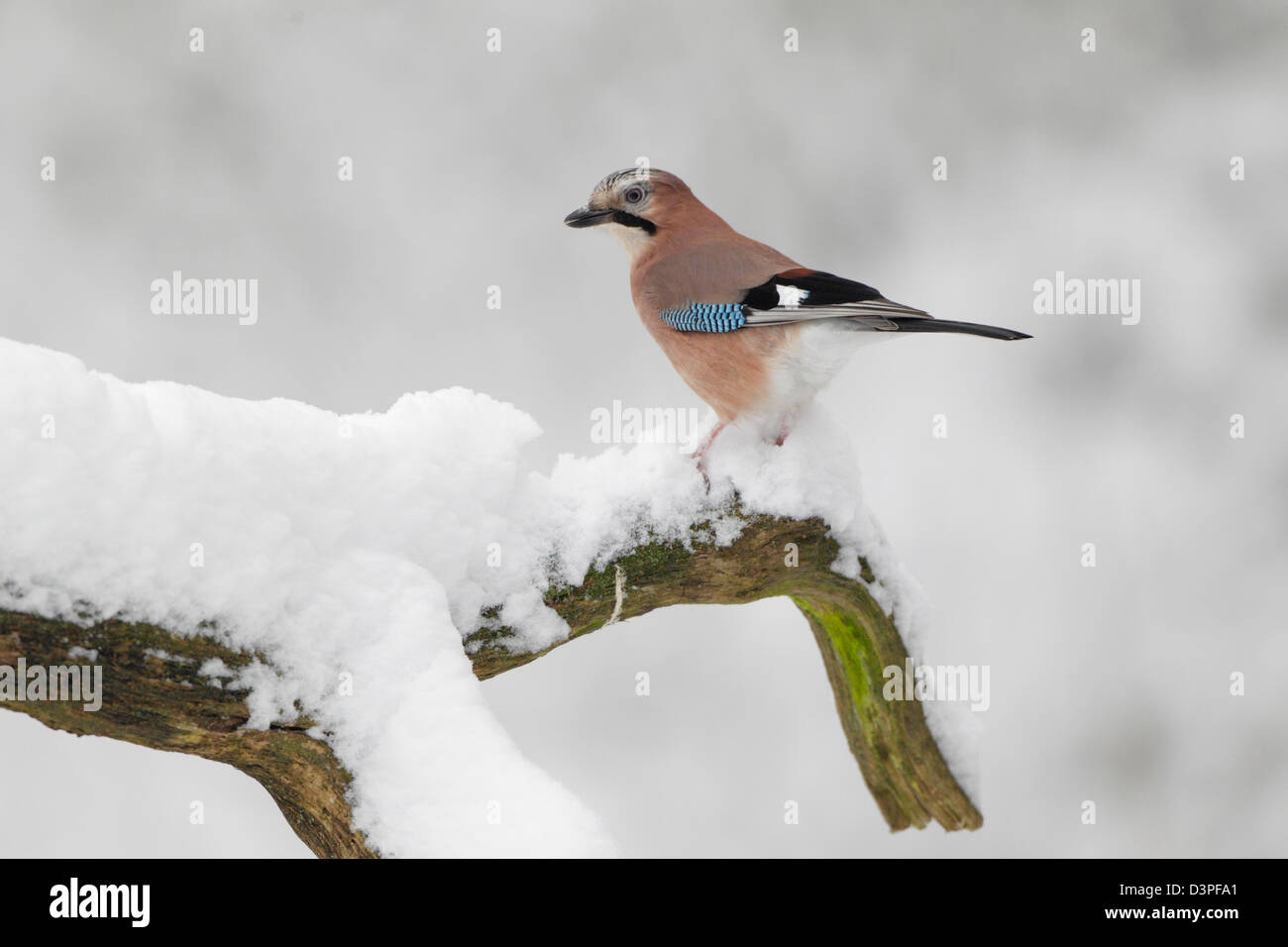 Eurasian jay on snow covered branch Stock Photo