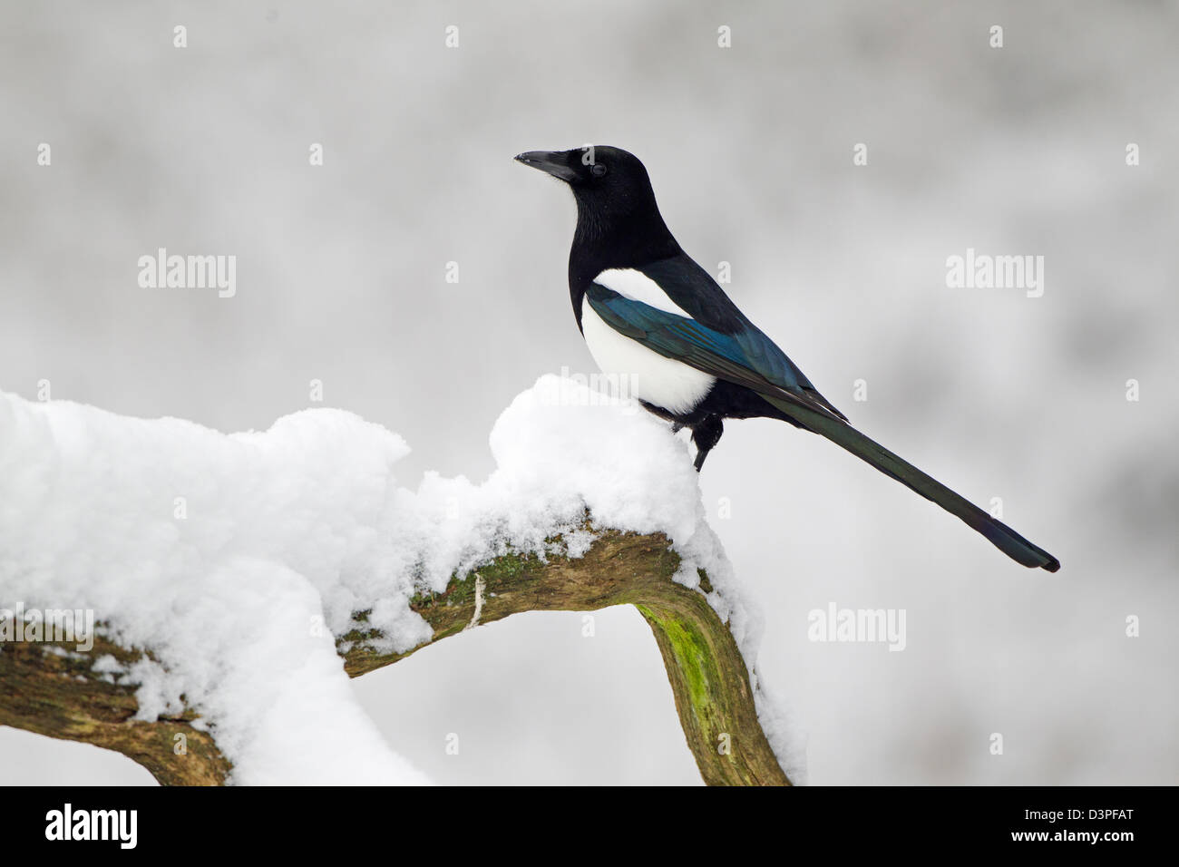 Common Magpie on snow covered branch Stock Photo