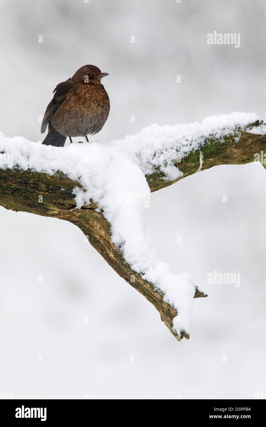 Female common blackbird on snow covered branch Stock Photo